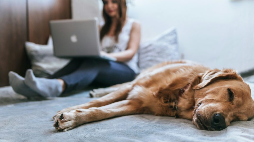 Golden Retriever lying on bed